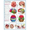 Image de Eurographics Le cerveau 6000-0256