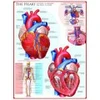 Image de Eurographics Le coeur 6000-0257