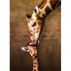 Image de Eurographics La maman girafe et son girafon 6000-0301