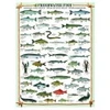 Image de Eurographics Poissons d'eau douce 6000-0312