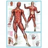 Image de Eurographics Système musculaire 6000-2015