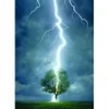 Image de Eurographics Foudre frappant un arbre 6000-4570
