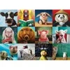 Image de Eurographics Funny Animals 6000-5524