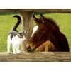 Image de SunsOut Pièces XXL - Whiskery Hello 51528