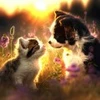 Image de SunsOut Chat et Chien 61870