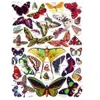 Image de New York Puzzle Company Butterflies - Papillons York-Puzzle-PD633